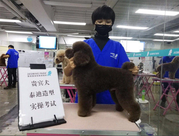 广州C级国际宠物美容师基础班