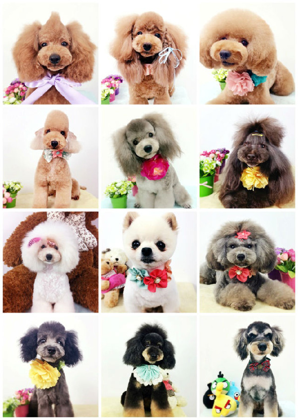 广州C级国际宠物美容师基础班