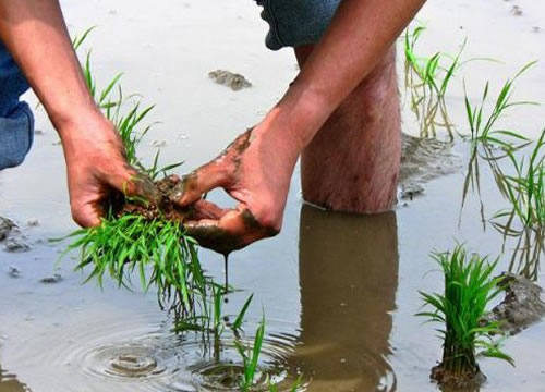 乌拉圣禾生态大米种植水质要求