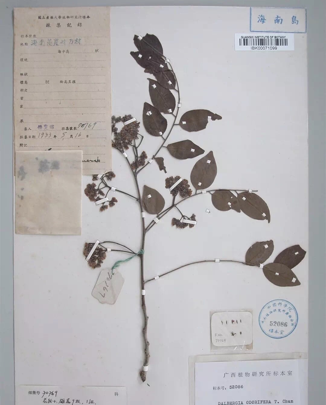 黄花梨(香枝木)风云合集-泰鲨木地板-为健康建筑穿衣戴帽 黄花梨(香枝木)风云合集-泰鲨木地板-为健康建筑穿衣戴帽