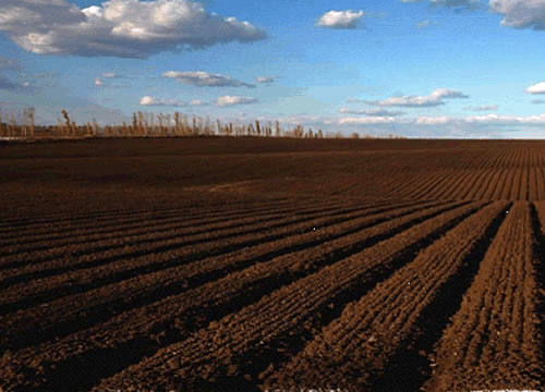 乌拉圣禾生态大米东北黑土地种植