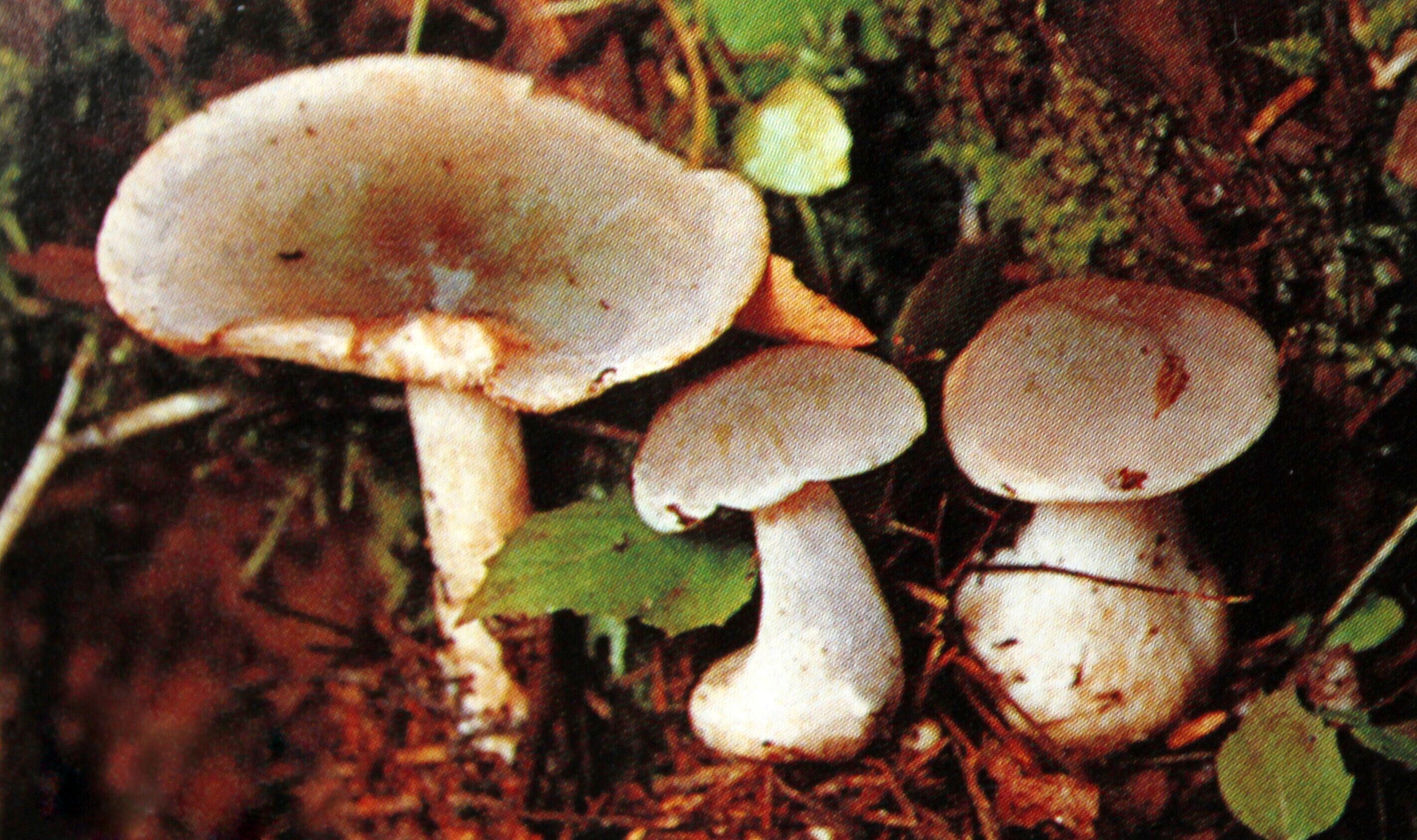 水粉杯伞 clitocybe nebularis(batsch:fr kummer