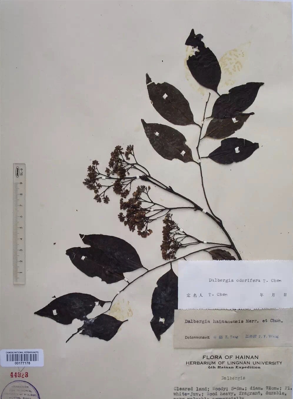 【保障できる】 黄花梨（香枝木）风云合集-泰鲨木地板-为健康建筑穿衣戴帽 お香