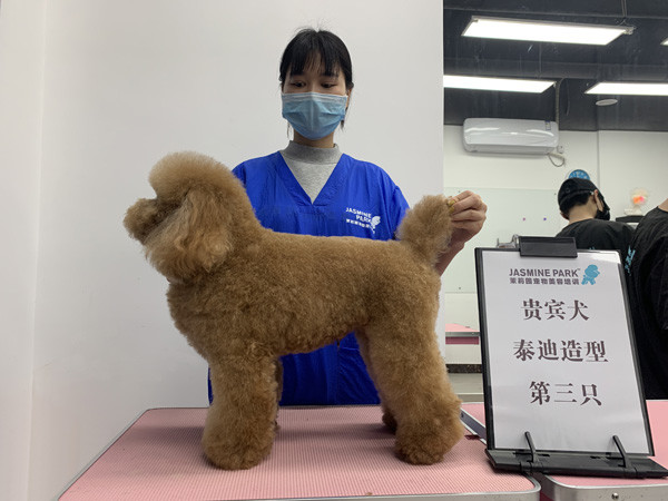广州C级国际宠物美容师基础班