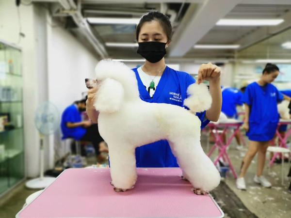 广州C级国际宠物美容师考证班