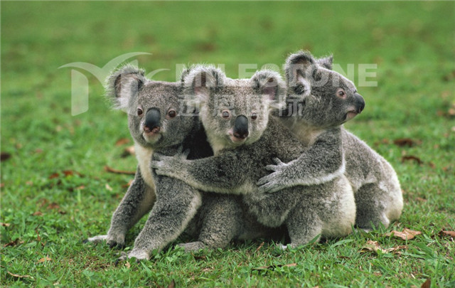 澳大利亚留学读预科和读语言班大不同--迈恩国