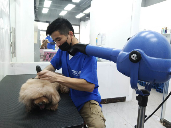 广州C级国际宠物美容师基础班