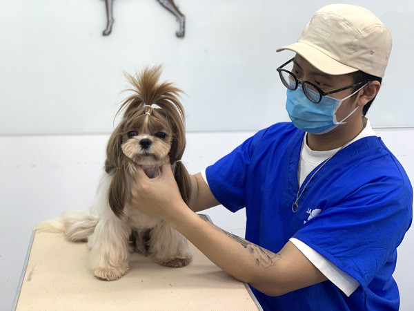 广州C级国际宠物美容师精修班