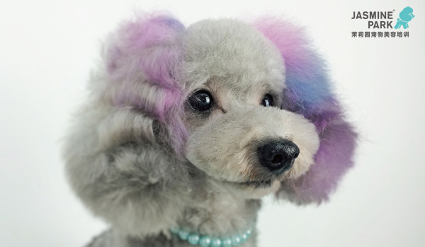 广州商业萌宠造型速成班