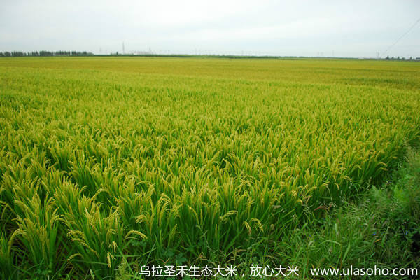 乌拉圣禾生态大米水稻种植基地全景图