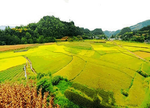 乌拉圣禾生态大米东北黑土地种植有机质丰富