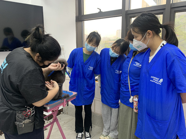 广州C级国际宠物美容师精修班