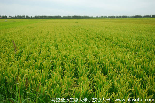 大米摄影图_乌拉圣禾大米水稻种植基地图片