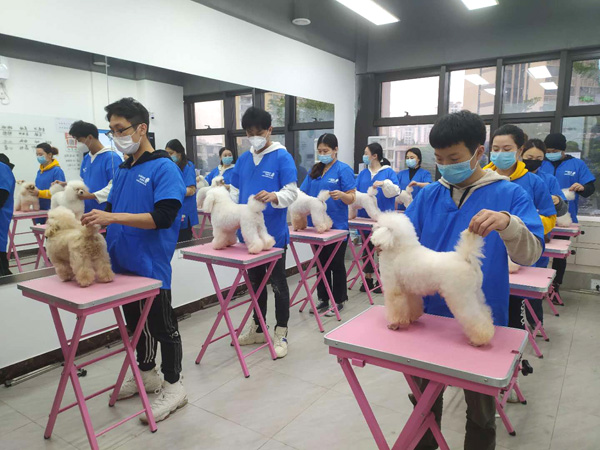 广州C级国际宠物美容师基础班