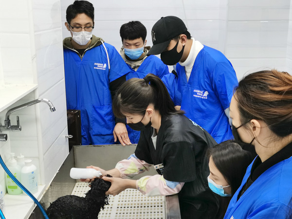 广州C级国际宠物美容师基础班
