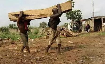 边境狂欢:最后的非洲花梨木