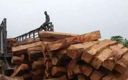 边境狂欢:最后的非洲花梨木