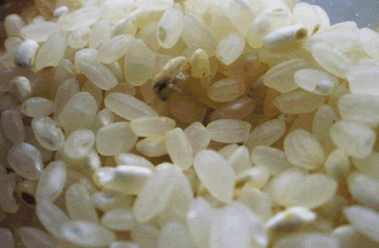 东北优质大米教你闻选大米