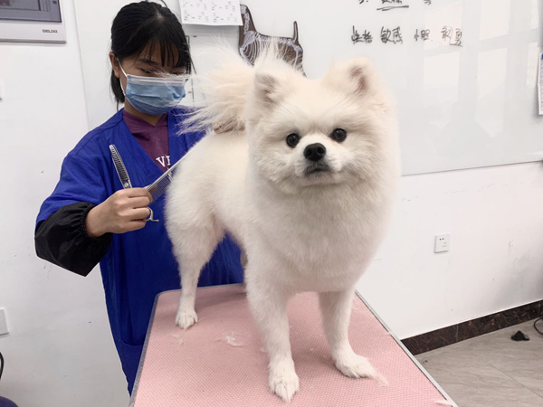 广州C级国际宠物美容师基础班