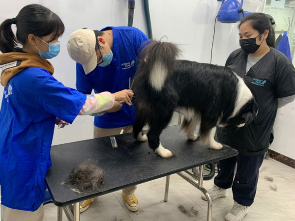广州C级国际宠物美容师基础班