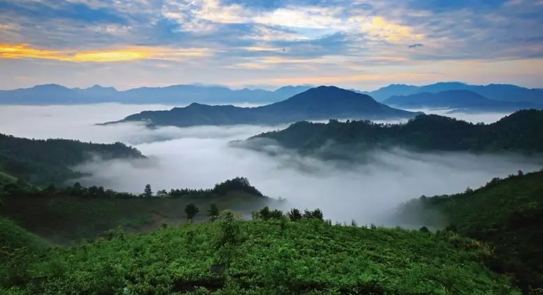 茶乡集萃——《徽茶》七周年特别栏目醉美茶乡集萃