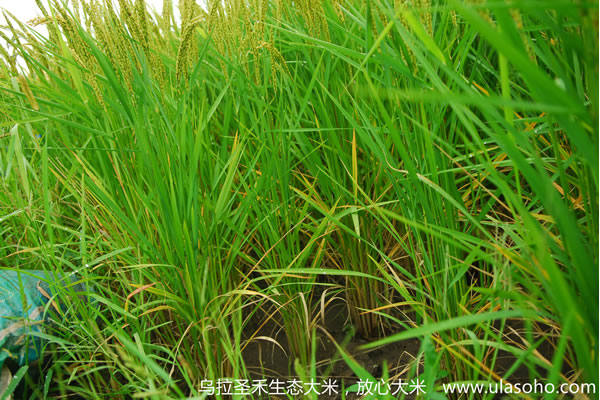大米图片_乌拉圣禾黑土地上的生态大米