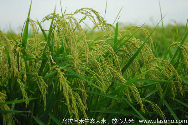 乌拉圣禾生态大米图片_脑袋低垂的水稻