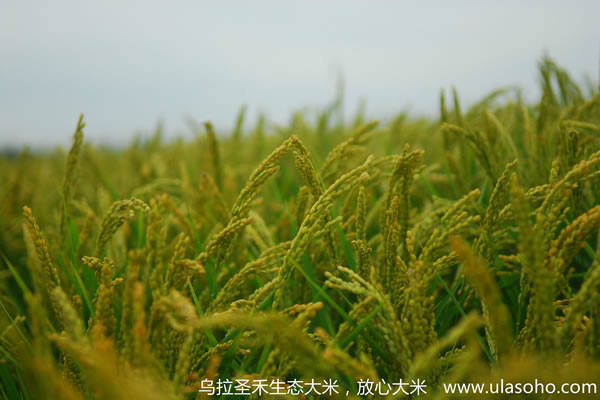 乌拉圣禾生态大米_谷粒满满的水稻
