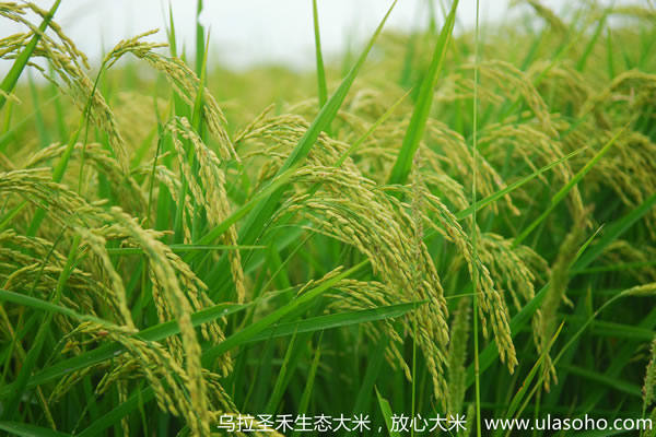 乌拉圣禾生态大米图片_水稻叶映衬着水稻穗煞是好看