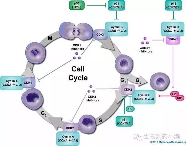 72ไธชๆ่ฟ็ค้ถๅ่ฏ็ฉๅ
จๆฏๆฅๅ Biology Diagrams