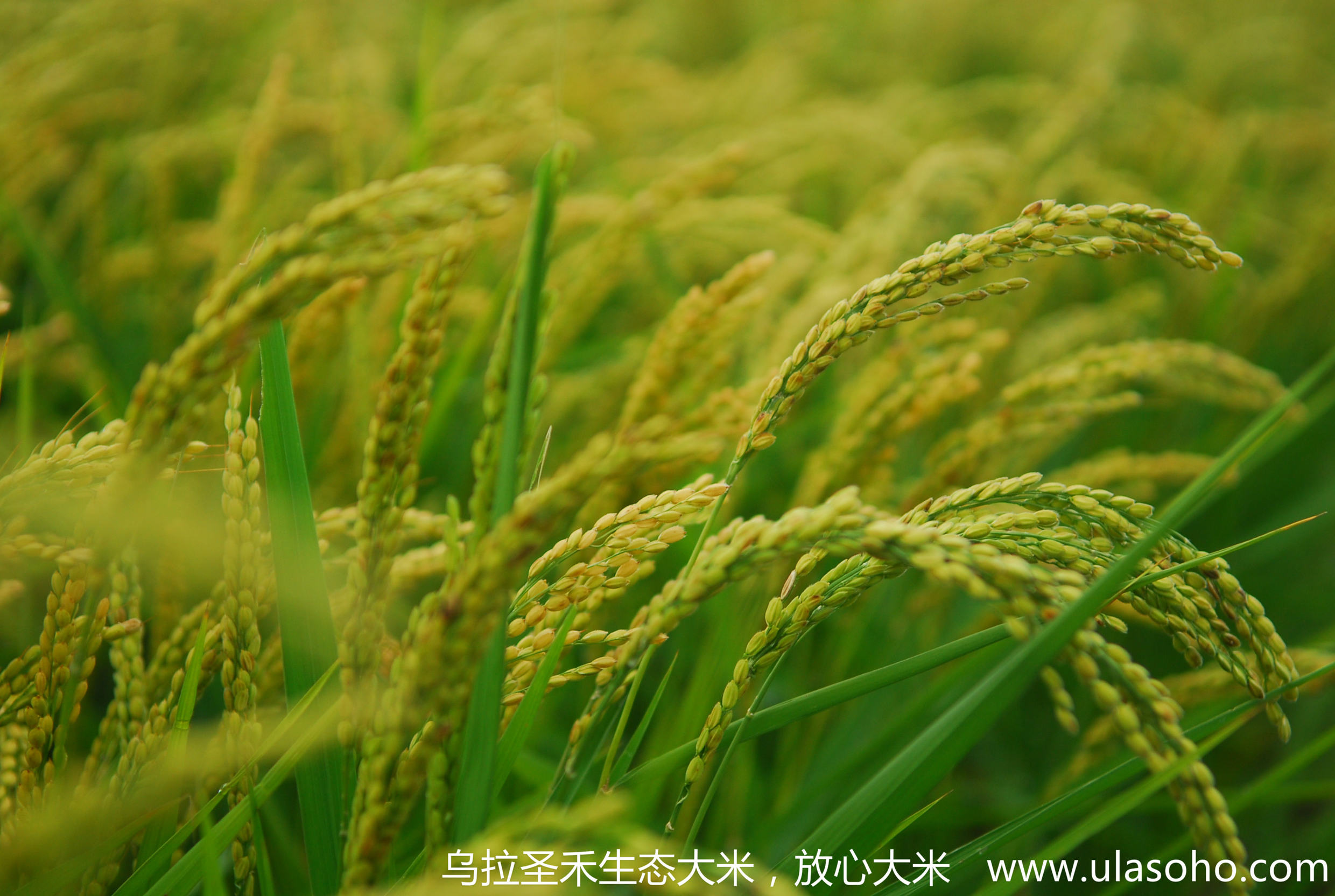 大米图片_乌拉圣禾生态大米严格按照生态方式种植