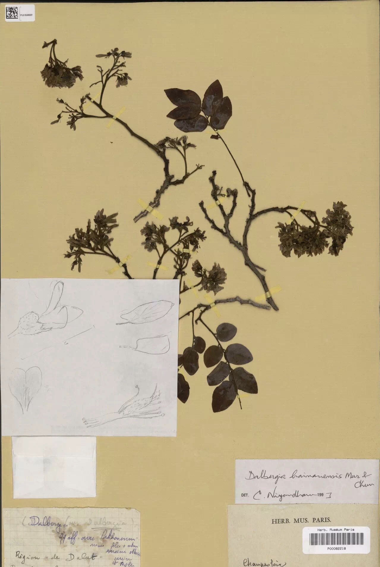 黄花梨(香枝木)风云合集-泰鲨木地板-为健康建筑穿衣戴帽 黄花梨(香枝木)风云合集-泰鲨木地板-为健康建筑穿衣戴帽