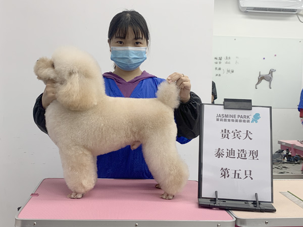 广州C级国际宠物美容师基础班
