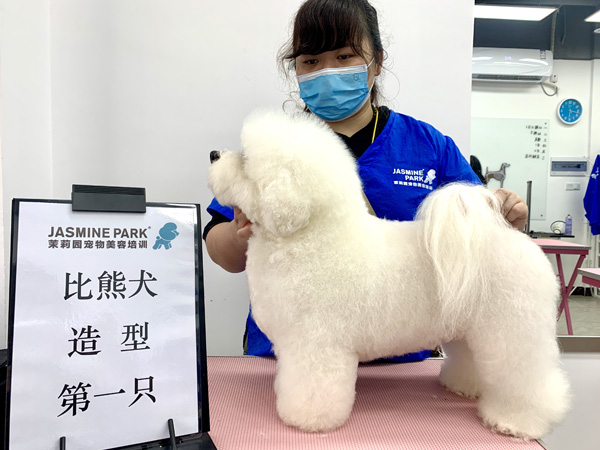 广州C级国际宠物美容师基础班